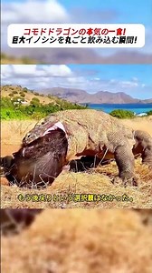 A Komodo dragon's serious meal! The moment it swallows a giant boar whole! #KomodoDragon #Nature'...