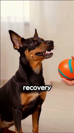 The Smallest Dog With the Loudest Bark! #shorts