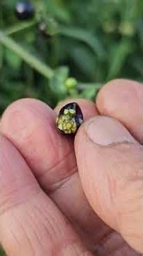 Solanum nigrum- Free Fruits