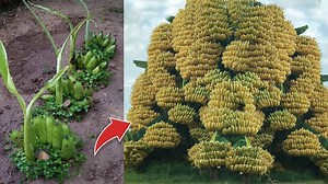 8.6K views · 207 reactions | Best Idea!!! Great Unique Skill To Grafting Banana Fruit Growing Fast in a Short Time #naturelife #fruits #relax #farmlife #gardening #vegetables #fruit #satisfying #growtree #greenplant #fruitsfarmer #greenlife #videoviral #plantgrowing #virals #viralpost #viralpost #garden #fruits #farm #farmer #farming #unique #farmerlife #trees #technology #agriculture | Wow 99 | Facebook