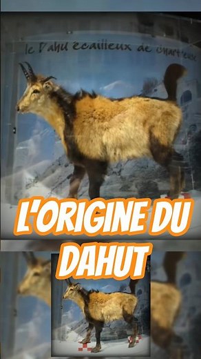 The origin of the Dahut #myth #legend #cryptid