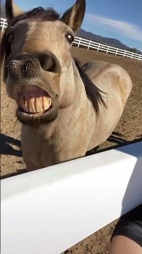 Funniest Horse Moments Caught On Camera!