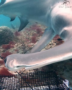 271K views · 7.1K reactions | Hammerhead Shark Charges My Bait Box for a Striking Close-Up! | Paul Dabill Photography | Facebook