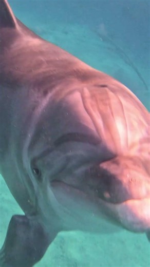 Bottlenose Dolphin Up Close in Slow Motion 🐬🌊✨