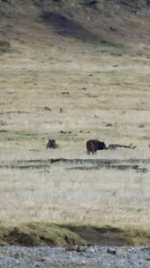 Bison don’t run—they rally. In Yellowstone, wolves have become bold enough to take on bison, especially during deep winter or when they find the young, the sick, or the isolated. And they’ve had success. But bison are adapting. Herds are getting tighter, more coordinated, and more offensive. What once was a passive wall of horns and hooves is now a counterattack. Wolves charge in—and sometimes get chased right back out. The footage with this post shows just that: wolves being reminded that bison