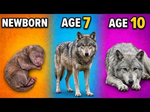 Wolf Evolution: From Pup to Old Alpha | Full Life Cycle in 2 Minutes