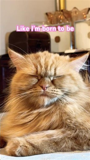 Are you always tired like me?🥹 #shorts #cutecat #catvideos