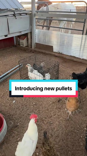 How to Safely Introduce New Chickens to Your Flock
