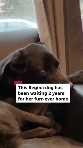 She can sit, stay and shake a paw on command, but she still doesn't have a family. Regina-based dog rescue CC RezQs has been caring for Coda for two years and is hoping someone will adopt her soon. (Video: Bonnie Allen/CBC) #dogs #dogsoftiktok #pets #sk #yqr