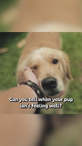 Can you tell when your pup isn’t feeling well? 🤔 Sometimes the signs are easy to miss! 🩺 Here are 5 common dog diseases to watch out for! 🐶🧡 #dog #doghealth #disease #dogcare #top5 #pet #petlover #pethealth #naturalremedy #holisticvet #veterinarian #naturalawareness #nhv | NHV Natural Pet Products