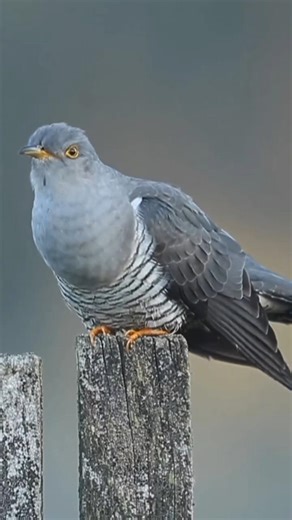 “Nature’s Most Deceptive Bird 😨”#Cuckoo #ShockingFacts
