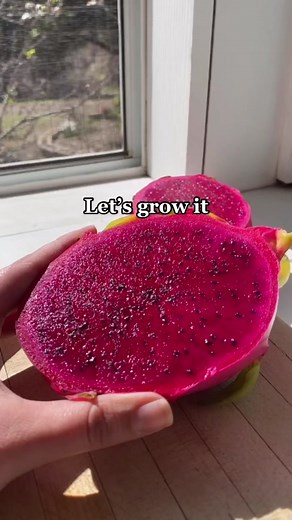 Growing Dragon Fruit Seeds Tutorial