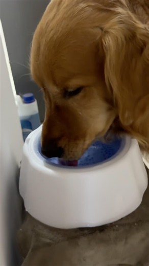 Thagobothu 🤭 #zingzingfamily #goldenretriever #comedy #viral #dog