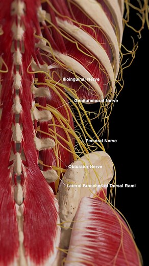 65K views · 1.1K reactions | Step into the world of lower back...