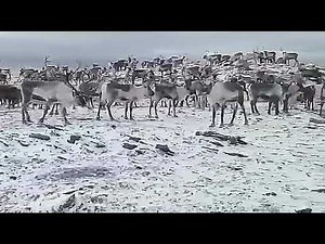 The Sami reindeer Migration