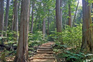 Akasawa Natural Recreation Forest | Japan‘s Local Treasures | Travel Japan （JNTO）