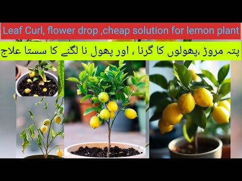 Leaf Curl | flower drop | fruit drop | yellow leaf |All in one formula for lemon plants