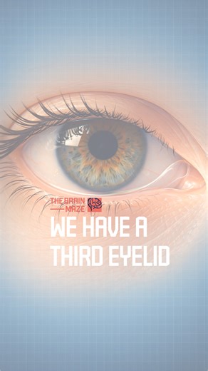 We have a third eyelid. - This is the third human eyelid. From a fully functional protective membrane in animals to a subtle vestigial fold in humans, the plica semilunaris reveals how evolution preserves history not through disappearance, but through quiet remnants written into the eye. | The Brain Maze