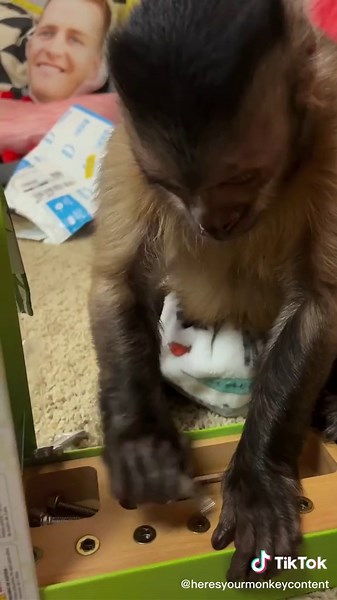 Fanmail Friday 9 TLDR Edition🎁🐒 George is so smart 🐵🧠🤯 TYSM to all of you who helped make this happen! 🥰 #monkey #unboxing #fanmailfriday