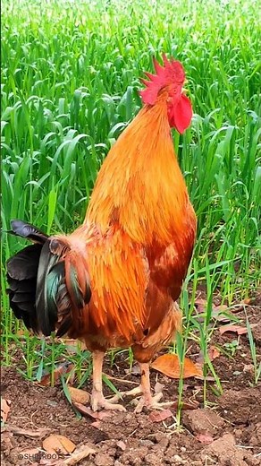 Rooster crowing 🐓 | Le chant du coq naturel #villagelife #rooster #Coq