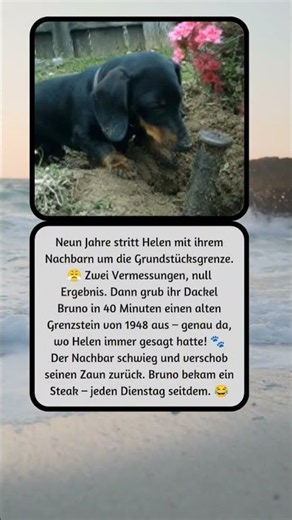 Der Dackel löste in 40 Minuten, was 9 Jahre nicht klärten 🐾😂