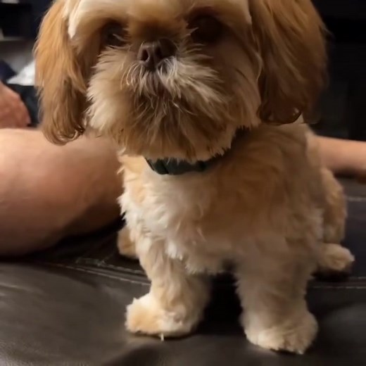 Looking for a loyal companion who’ll fill your days with love and happiness? 💕 Say hello to our adorable Shih Tzu baby, a tiny bundle of joy ready to become part of a loving family! 🏡🐶 This little angel is full of personality — playful, affectionate, and raised with lots of care. Shih Tzus are known for their gentle temperament, loving heart, and hypoallergenic coats, making them perfect for families, singles, or seniors looking for a furry friend. 🌸💖 Our Shih Tzu babies are: ✅ Vet Checked 