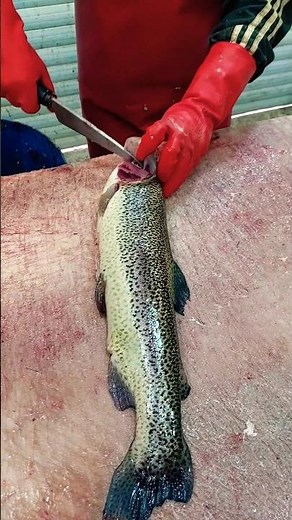 HOW TO Clean a LAKE TROUT!!!: The Quicket & Easiest Method