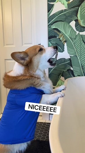 Celebrating 3 Million Friends: A Special Thank You from Hammy and Olivia