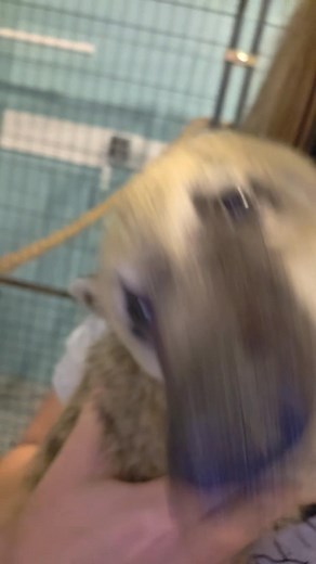Rico the coatimundi- adorable nose, not a good pet 🤣 #coatimundi #rescue #animalrescue #exoticpets #newjersey | Atlantic Critters Rescue