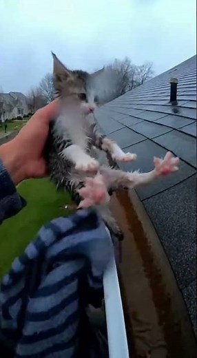 Cat Trapped on Roof During Heavy Rain… Then This Happened 🥺🌧️
