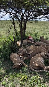 299 reactions · 5 comments | Did you know a lion pride can go up to a whole week without hunting again after a big meal? That’s right — one successful hunt can keep them satisfied for 5–7 days! Talk about living the royal life in the wild.  Spotted in Tanzania’s endless savannas. #LionKingdom #SafariFacts #TanzaniaWildlife #LionPride #NatureKnowsBest #SerengetiDiaries #tanzanialuxurysafaris #tanzaniainsideandsafari | Tanzania Inside and Safari | Facebook