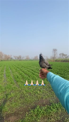 Entertainment Video Review by Husnain