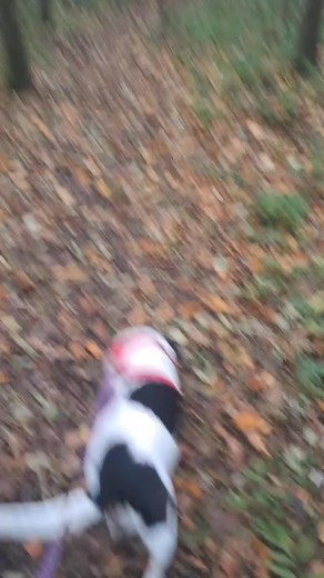 Walking through the woods, having a great time. | Will's Dog Walking BN41 | Facebook