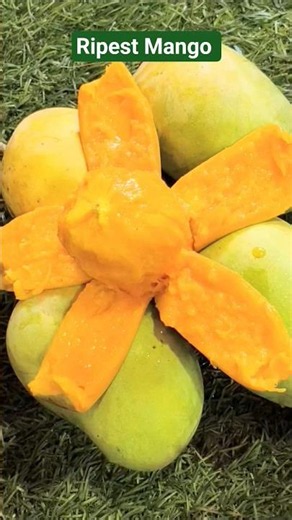 Ripest Mango 🥭#healthtips #mango #health #ytshorts #ytshortsviral