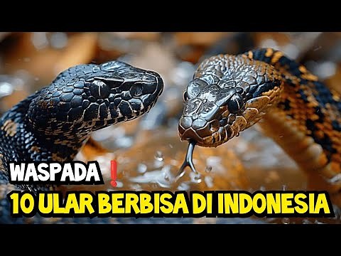 10 Jenis Ular Berbisa Yang Ada Di Indonesia!!