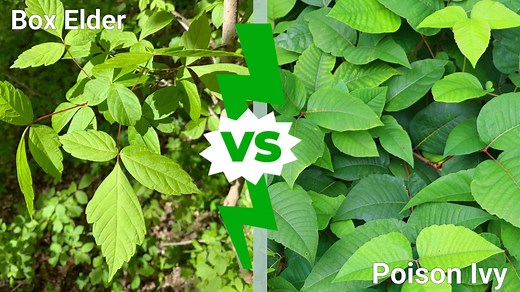 Box Elder vs. Poison Ivy: How to Tell Them Apart and Stay Safe Outdoors