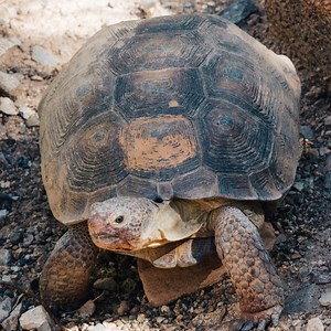 4 Types of Turtles Found in Nevada! (ID Guide)