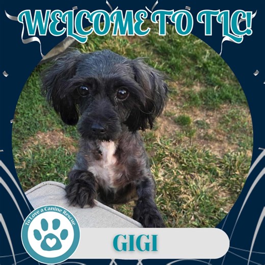 1.7K views · 37 reactions |  New Pups, New Beginnings  This past...