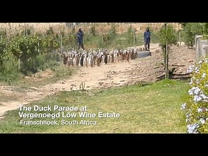 Duck Parade at Vergenoegd Löw Wine Estate in Stellenbosch, South Africa