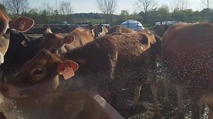 2.2K views · 222 reactions | Chew on the water hose until it becomes a super soaker 5000. Play with it until replaced. Repeat. | Little Brown Cow | Facebook