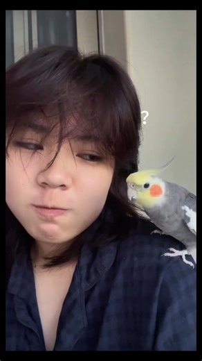 This little cockatiel’s got serious moves! 論 Shaking its head perfectly in sync with the drum beats coming from its owner’s mouth — tiny feathered percussionist in action!  Fun fact: cockatiels can mimic sounds and rhythms really well, which is why some of them naturally “dance” to music. Groove on, little buddy!  #funnybirds #cockatieldance #PetComedy #birdlovers #AnimalRhythm #viralpets | Fur Babies Plus | Facebook