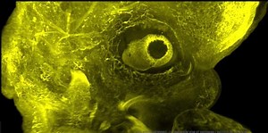 EVO DEVO - Ostéo et sciences