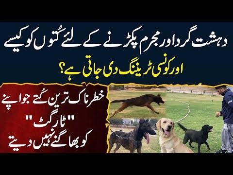 Criminal Ko Pakarne Ke Lie Dog Ko Kaise Traning Di Jati? Dangerous Dog Jo Target Ko Bhagane Nai Dete