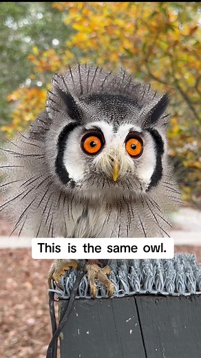 Meet the Incredible Transformer Owl at The Center for Birds of Prey