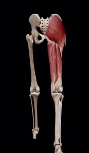 22K views · 413 reactions | Hip Extension: The act of moving the...