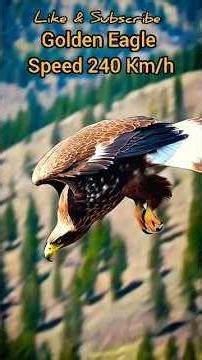 240 Km/h Golden Eagle Dive. Pure Hunting Power. #goldeneagle #cagediving #240Km/h #birdofprey