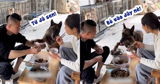 Cười xỉu với chú chó xin ăn