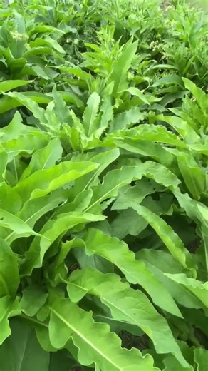 Comfrey Salve | Natural and Organic Herbal Remedy | Comfrey Ointment| Hemp Seed Oil | Free of Essential Oils - Etsy