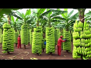 Comment c’est fait : Les Bananes – L’incroyable processus de culture, de récolte et de production !