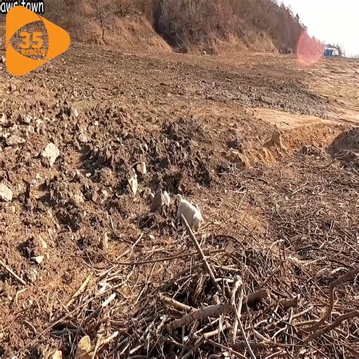 135K views · 5K reactions | Wolf howling stray puppy looking for mom was rescued from the dump | Kitten's Planet | Facebook